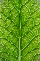 feuille en gros plans , nervures , texture