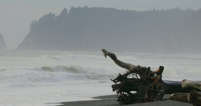 Waves crashing on the beaches of the West Coast. A fallen tree lies on the beach.