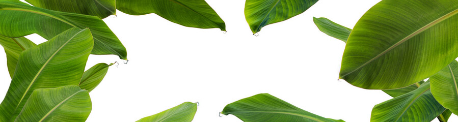 Group of  green banana leaves of exotic palm tree  on white background. Pollution free symbol. Close up, copy space.