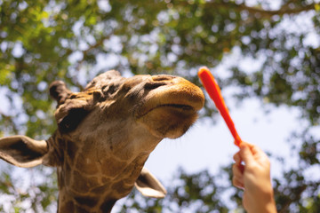 Giraff smelling carrot from hand of tourist that feeding in front of him face