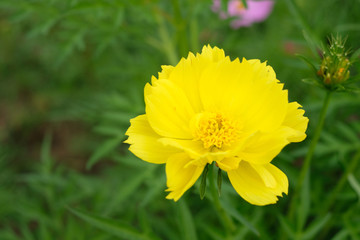 Cosmos sulphureus, Mexican Aster,Beautiful garden landscape, colorful blooming flowers,yellow flowers in the garden