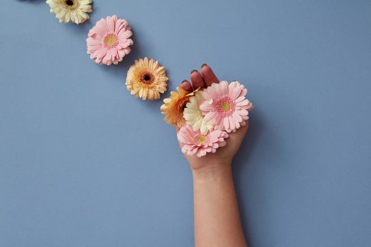 A woman's hand with flowers appearing on it gentle pastel gerberas, moving and disappearing on a blue background.