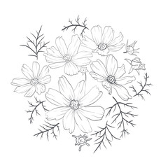 hand drawn cosmos flower without color