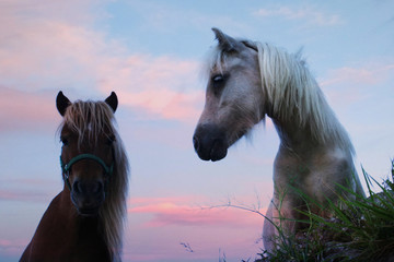 horses