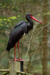black stork
