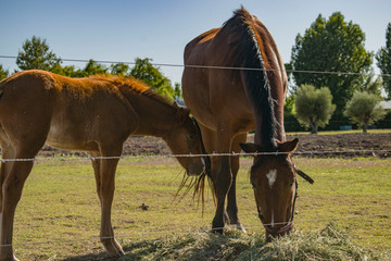 horse and foal