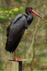 black stork