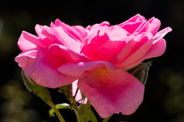 Blütenblätter einer Rose (Rosa)
