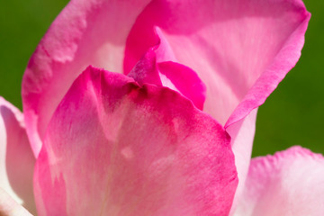 Obraz na płótnie Canvas Blütenblätter einer Rose (Rosa)