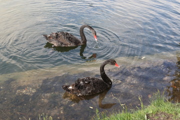 Two black swans (a pair of black swans) are looking for food (prey) in the water