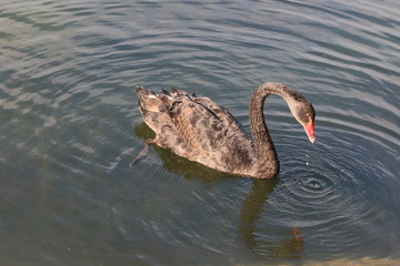 The black swan is looking for food (prey) in the water