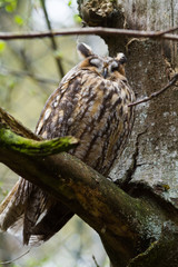 eagle owl