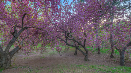 Japanese cherry tree in spring