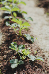 spring garden: beds with strawberries in sunny weather