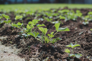 spring garden: beds with strawberries in sunny weather