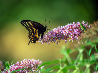 Black swallowtail butterfly in summer