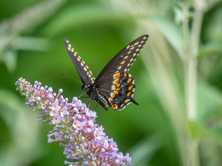 Black swallowtail butterfly in summer