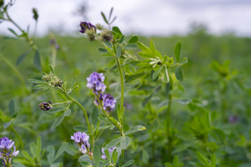 Field of green alfalfa ready for mowing