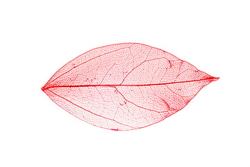 transparent leaf skeletons  on white background