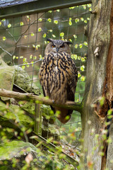 eagle owl