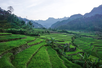 Fototapeta na wymiar rice terraces in vietnam