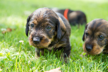 cute puppies of a sausage dog