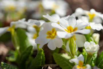 Fototapeta na wymiar White primrose garden perennial close-up