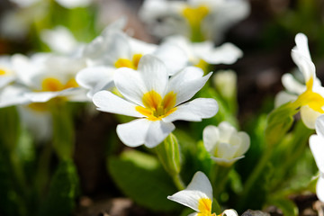 White primrose garden perennial close-up
