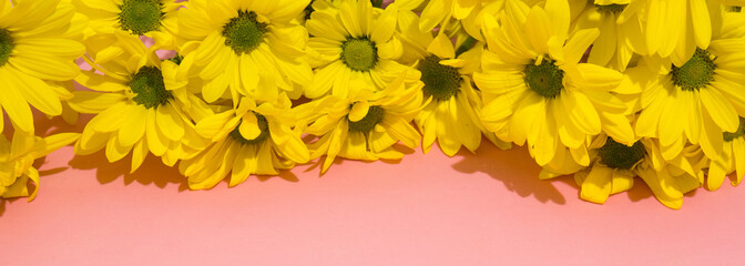 Yellow chrysanthemum bouquet on pink background. Copy space	