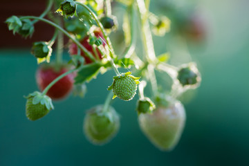 small strawberries in different stages
