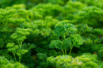 close picture of a parsley
