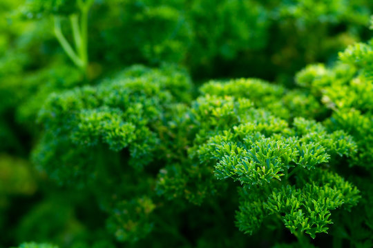 close picture of a parsley
