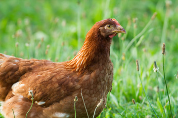 hen