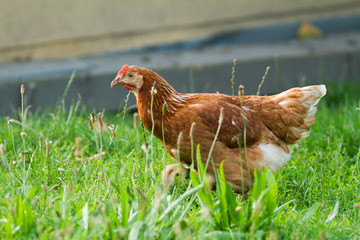 hen