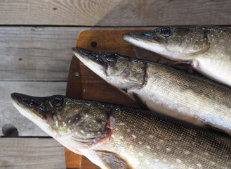 River fish pike on a cutting board in the kitchen, prepared for cleaning and butchering. Winter...