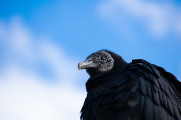 Black Vulture in front of blue sky. 