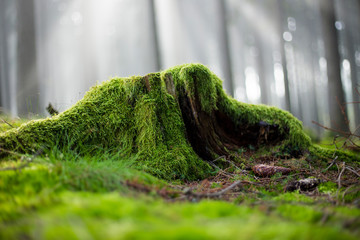 stump covered with moss and sunglight in fog in the background - Powered by Adobe