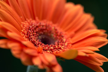 Close up of Gerbera jamesonii flower. Known as Gerbera, Transvaal Daisy, Barberton Daisy or...