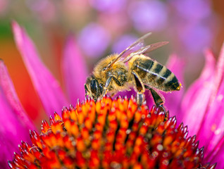 Bee collecting nectar in an echinacea flower blossom