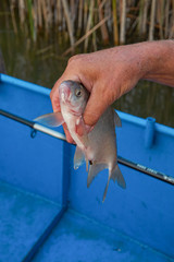 crucian carp caught with a fishing rod