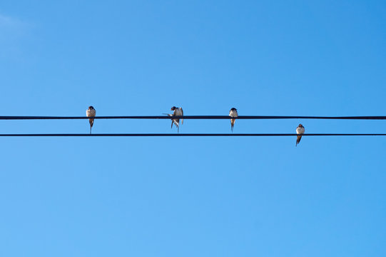 House martins perching on a wire