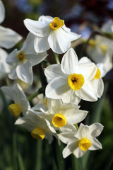 Fototapeta na wymiar White Narcissus flowers close up