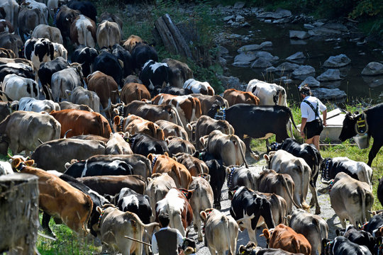  Almabtrieb Images – Browse 1,532 Stock Photos, Vectors, and Video Motiv 