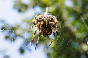 European garden spider (Araneus diadematus)