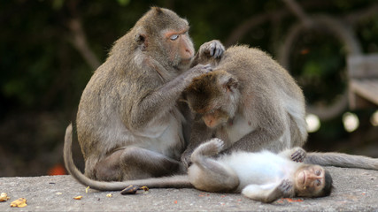 Family monkeys in Thailand.