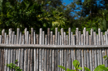 Dry bamboo fence with a green tropical trees on background. Eco natural background concept.