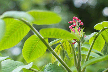 Obraz premium Flowering walnut tree with pink flowers. Juglans (Walnut trees). Juglans regia (Common walnut)
