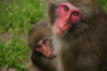 Japanese macaques mother with baby