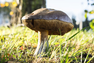 Close-up of the Boletus mushroom