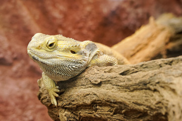 Bearded dragon (Pogona vitticeps) close up